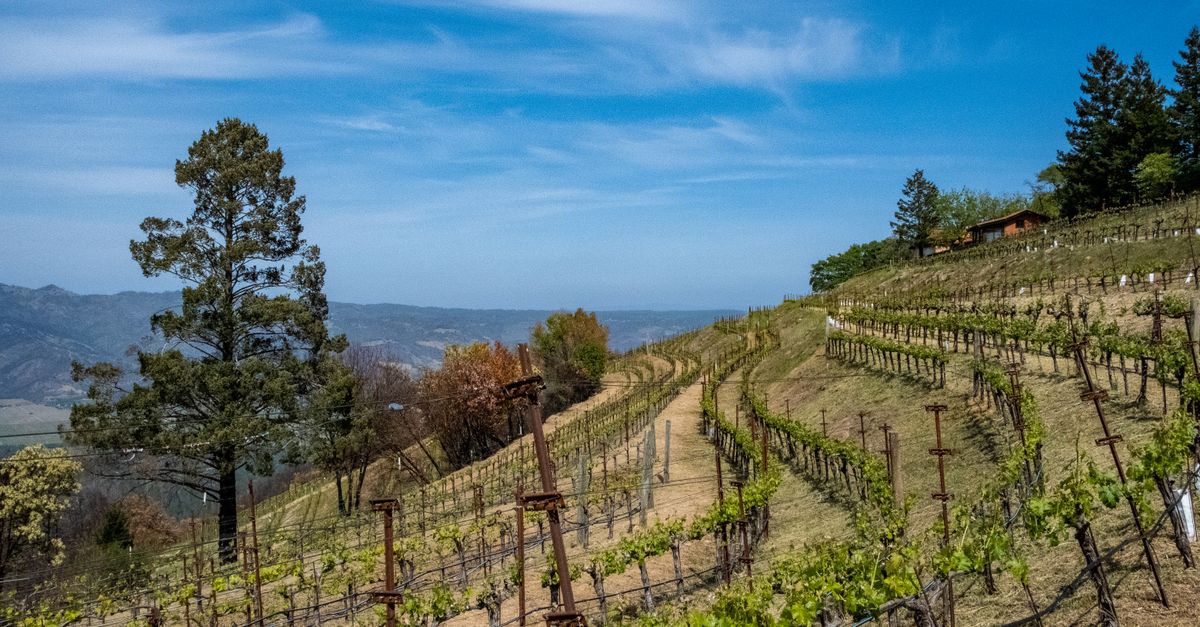 A beautiful vineyard on rolling hills under a clear sky in Napa Valley, California.